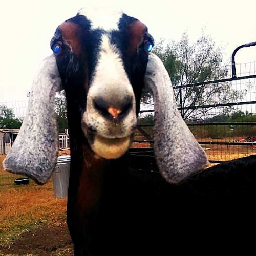 The Pleasures of Owning a Dairy Goat